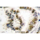 Anti-SRF (phospho-S103) Antibody from Bioworld Technology (BS4177) - Antibodies.com