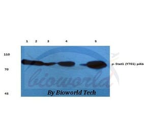 Anti-Stat1 (phospho-Y701) Antibody from Bioworld Technology (BS4178) - Antibodies.com