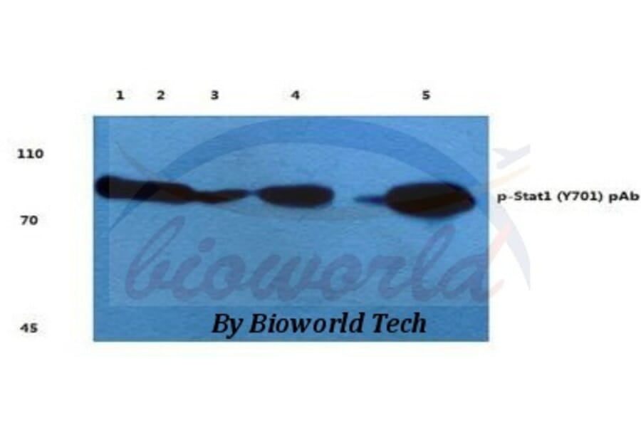 Anti-Stat1 (phospho-Y701) Antibody from Bioworld Technology (BS4178) - Antibodies.com