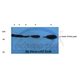 Anti-Stat1 (phospho-Y701) Antibody from Bioworld Technology (BS4178) - Antibodies.com