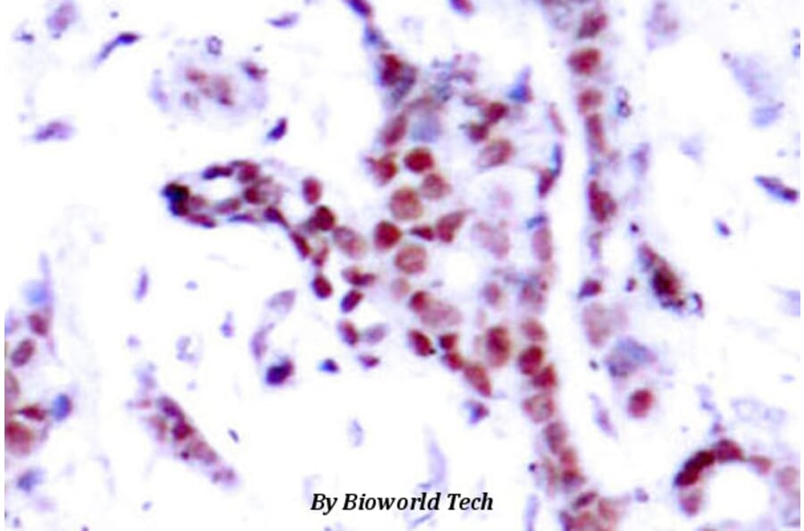 Anti-Stat1 (phospho-Y701) Antibody from Bioworld Technology (BS4178) - Antibodies.com