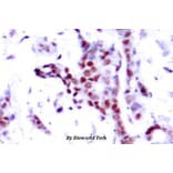 Anti-Stat1 (phospho-Y701) Antibody from Bioworld Technology (BS4178) - Antibodies.com