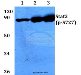 Anti-Stat3 (phospho-S727) Antibody from Bioworld Technology (BS4180) - Antibodies.com