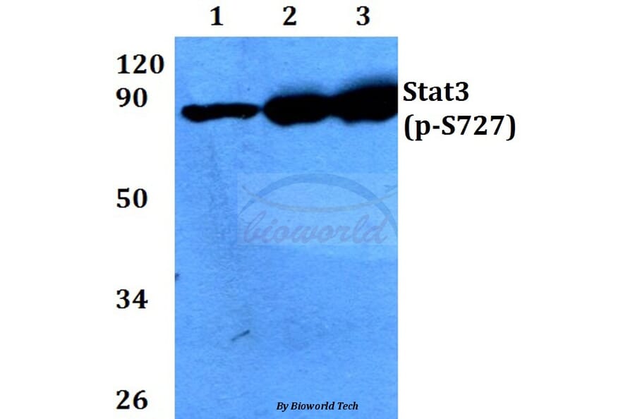 Anti-Stat3 (phospho-S727) Antibody from Bioworld Technology (BS4180) - Antibodies.com