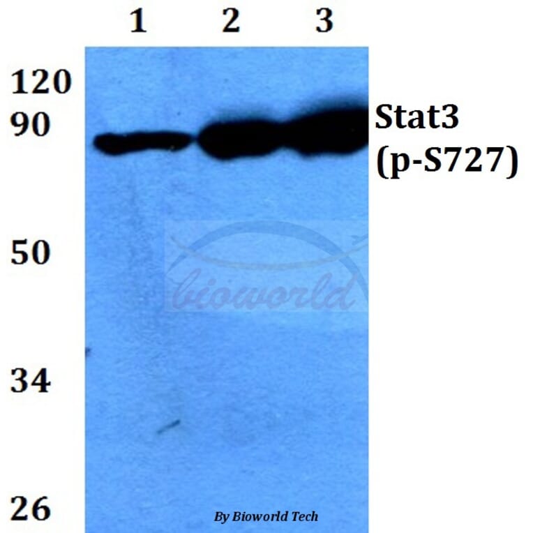 Anti-Stat3 (phospho-S727) Antibody from Bioworld Technology (BS4180) - Antibodies.com