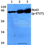 Anti-Stat3 (phospho-S727) Antibody from Bioworld Technology (BS4180) - Antibodies.com