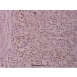 Anti-Stat3 (phospho-S727) Antibody from Bioworld Technology (BS4180) - Antibodies.com