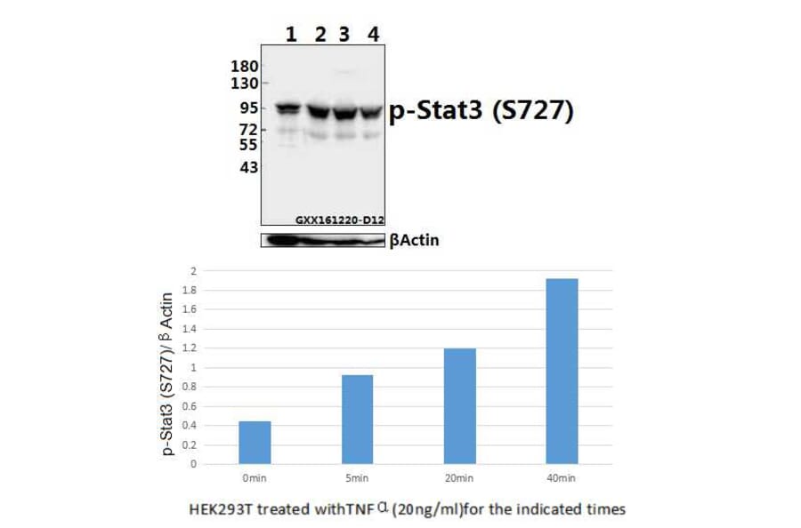 Anti-Stat3 (phospho-S727) Antibody from Bioworld Technology (BS4180) - Antibodies.com