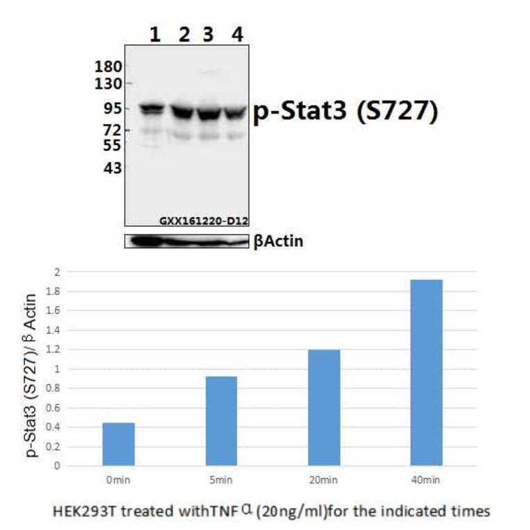 Anti-Stat3 (phospho-S727) Antibody from Bioworld Technology (BS4180) - Antibodies.com