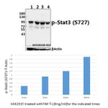 Anti-Stat3 (phospho-S727) Antibody from Bioworld Technology (BS4180) - Antibodies.com