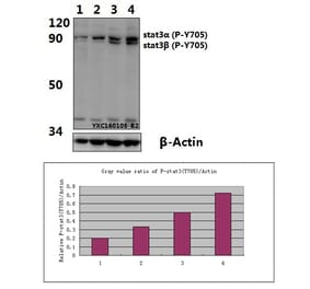 Anti-Stat3 (phospho-Y705) Antibody from Bioworld Technology (BS4181) - Antibodies.com