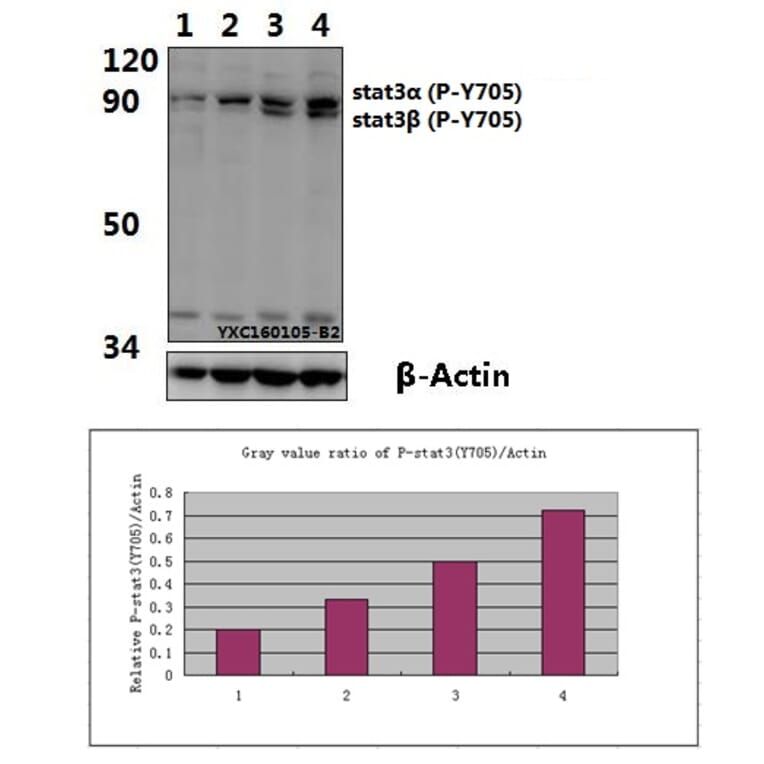 Anti-Stat3 (phospho-Y705) Antibody from Bioworld Technology (BS4181) - Antibodies.com