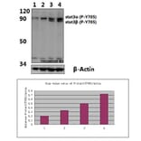 Anti-Stat3 (phospho-Y705) Antibody from Bioworld Technology (BS4181) - Antibodies.com