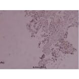Anti-Stat3 (phospho-Y705) Antibody from Bioworld Technology (BS4181) - Antibodies.com