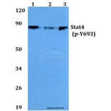 Anti-Stat4 (phospho-Y693) Antibody from Bioworld Technology (BS4183) - Antibodies.com