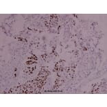 Anti-Stat4 (phospho-Y693) Antibody from Bioworld Technology (BS4183) - Antibodies.com