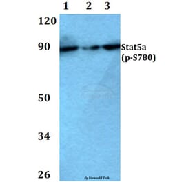 Anti-Stat5a (phospho-S780) Antibody from Bioworld Technology (BS4184) - Antibodies.com