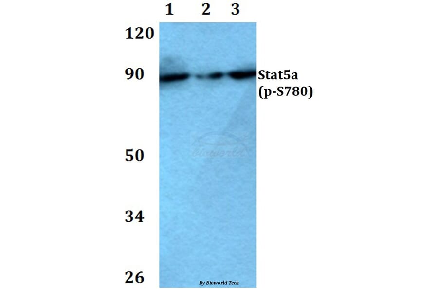 Anti-Stat5a (phospho-S780) Antibody from Bioworld Technology (BS4184) - Antibodies.com