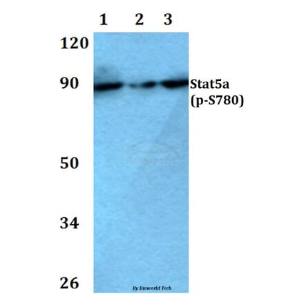 Anti-Stat5a (phospho-S780) Antibody from Bioworld Technology (BS4184) - Antibodies.com