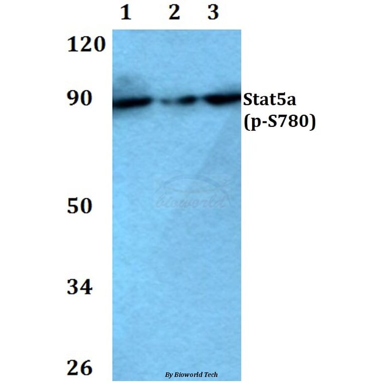 Anti-Stat5a (phospho-S780) Antibody from Bioworld Technology (BS4184) - Antibodies.com