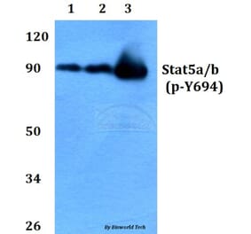 Anti-Stat5a/b (phospho-Y694) Antibody from Bioworld Technology (BS4185) - Antibodies.com
