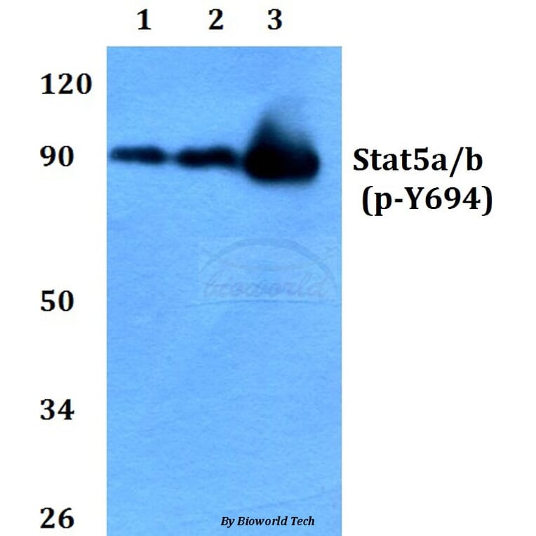 Anti-Stat5a/b (phospho-Y694) Antibody from Bioworld Technology (BS4185) - Antibodies.com