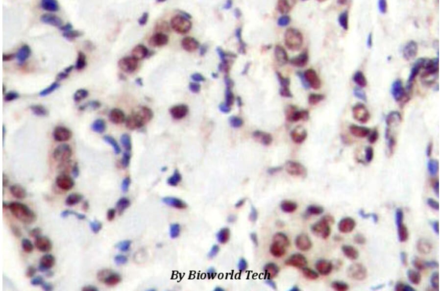 Anti-Stat5a/b (phospho-Y694) Antibody from Bioworld Technology (BS4185) - Antibodies.com