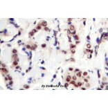 Anti-Stat5a/b (phospho-Y694) Antibody from Bioworld Technology (BS4185) - Antibodies.com