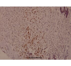 Anti-Syk (phospho-Y525) Antibody from Bioworld Technology (BS4189) - Antibodies.com