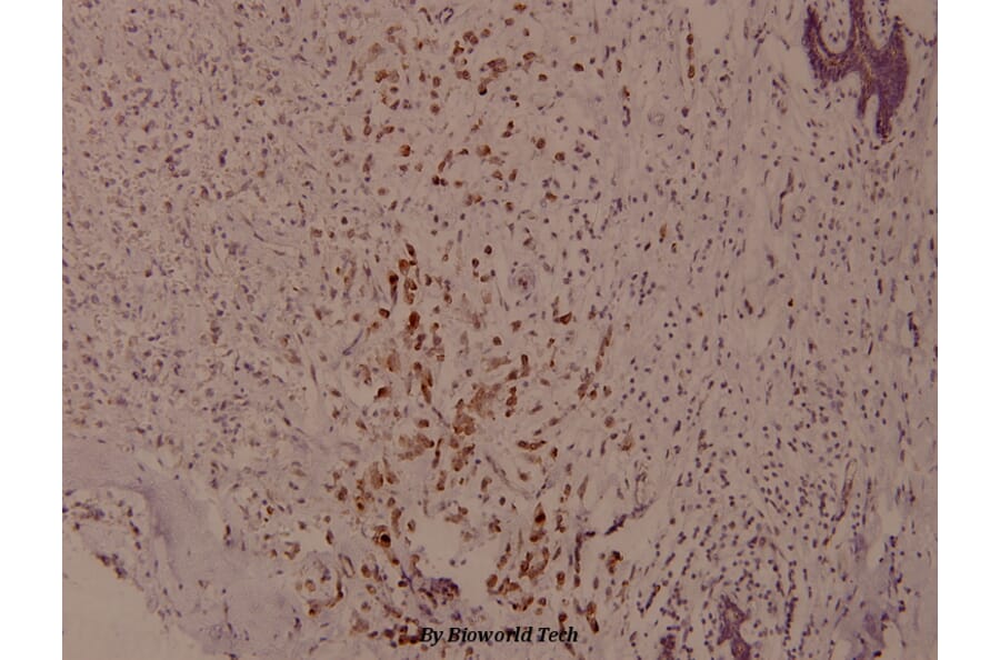 Anti-Syk (phospho-Y525) Antibody from Bioworld Technology (BS4189) - Antibodies.com
