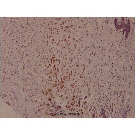 Anti-Syk (phospho-Y525) Antibody from Bioworld Technology (BS4189) - Antibodies.com
