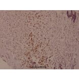 Anti-Syk (phospho-Y525) Antibody from Bioworld Technology (BS4189) - Antibodies.com
