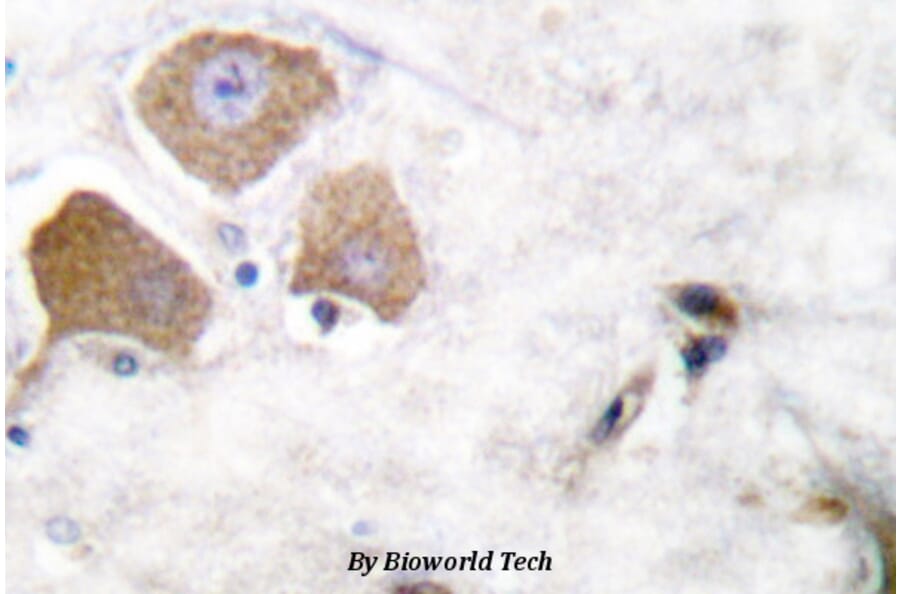 Anti-Tau (phospho-S396) Antibody from Bioworld Technology (BS4196) - Antibodies.com