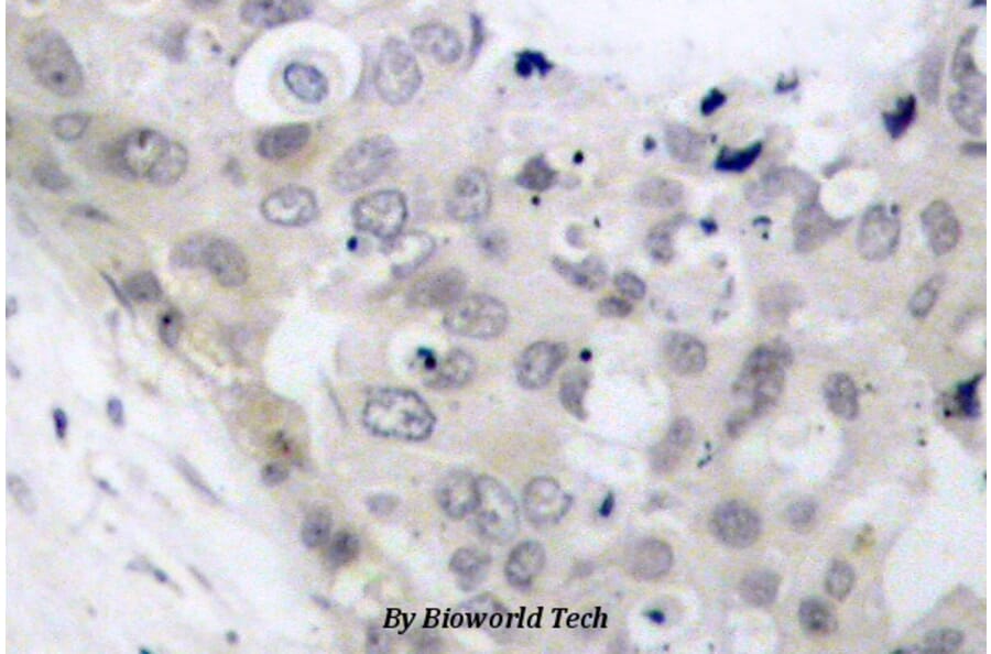 Anti-Tau (phospho-T205) Antibody from Bioworld Technology (BS4199) - Antibodies.com