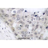 Anti-Tau (phospho-T205) Antibody from Bioworld Technology (BS4199) - Antibodies.com