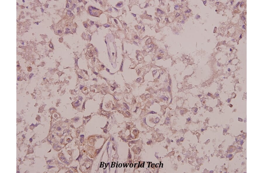 Anti-Trk B (phospho-Y515) Antibody from Bioworld Technology (BS4200) - Antibodies.com