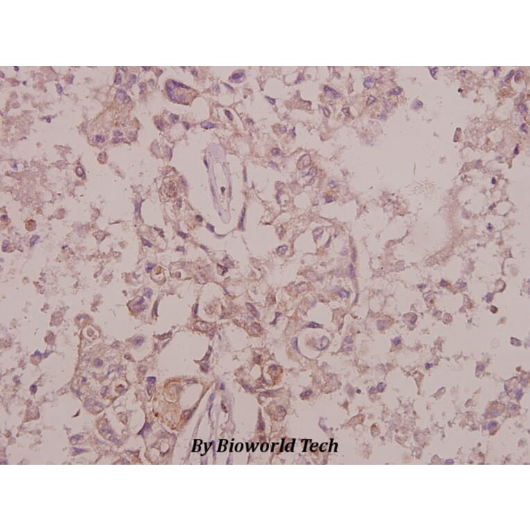 Anti-Trk B (phospho-Y515) Antibody from Bioworld Technology (BS4200) - Antibodies.com