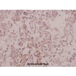 Anti-Trk B (phospho-Y515) Antibody from Bioworld Technology (BS4200) - Antibodies.com