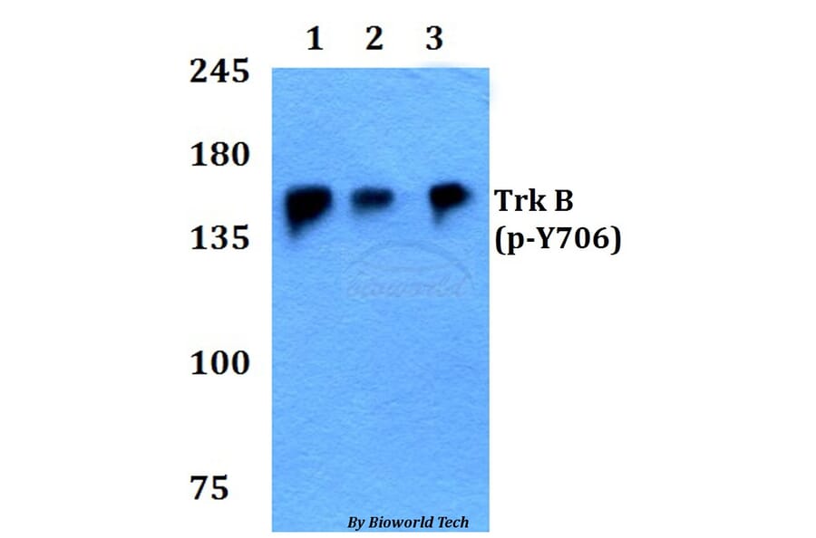 Anti-Trk B (phospho-Y706) Antibody from Bioworld Technology (BS4201) - Antibodies.com