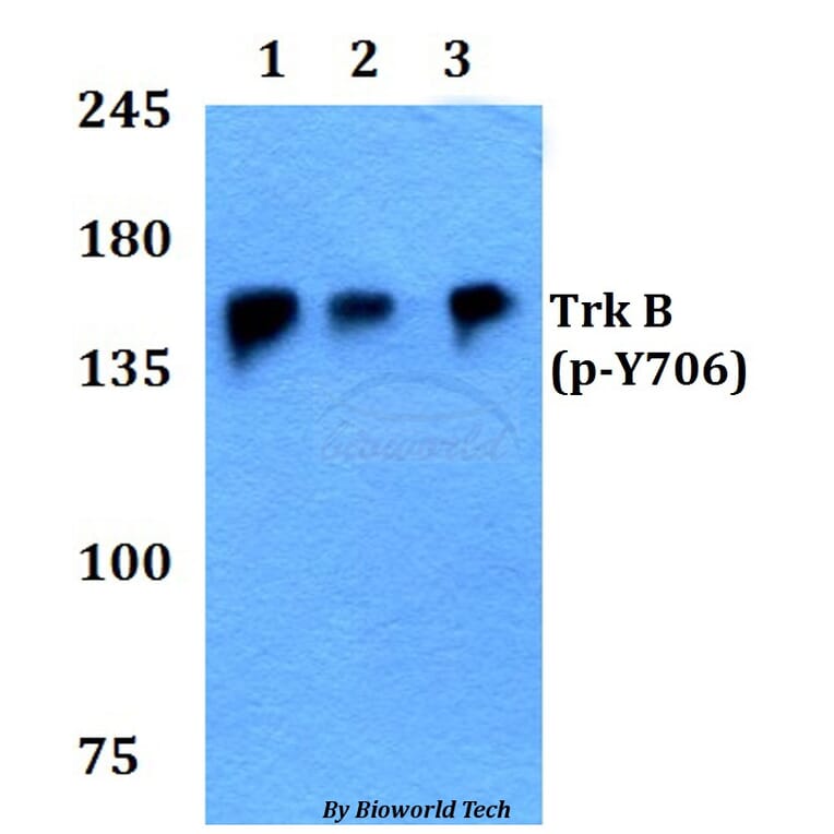 Anti-Trk B (phospho-Y706) Antibody from Bioworld Technology (BS4201) - Antibodies.com