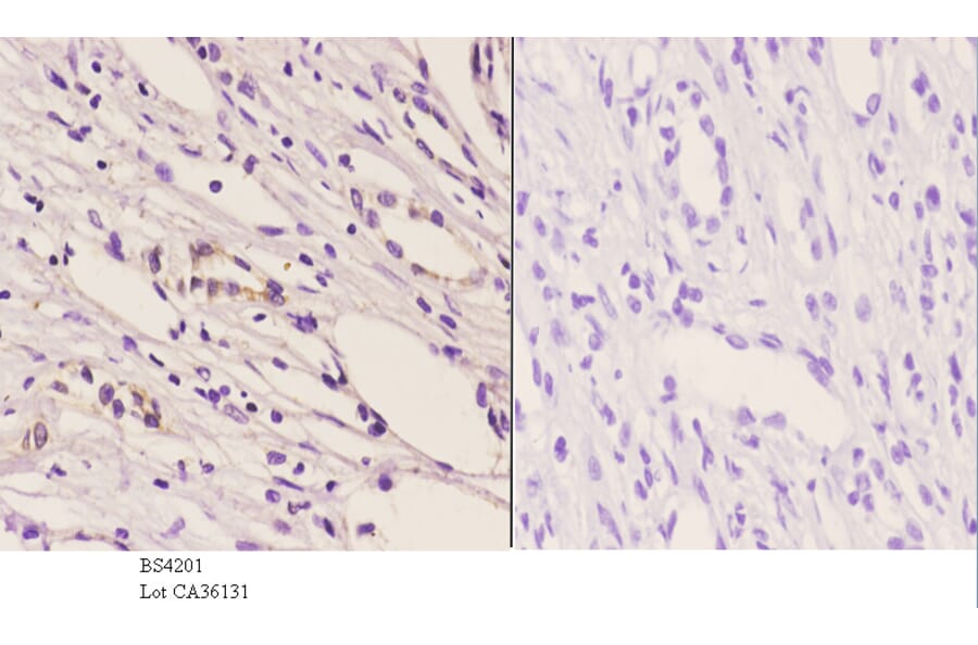 Anti-Trk B (phospho-Y706) Antibody from Bioworld Technology (BS4201) - Antibodies.com