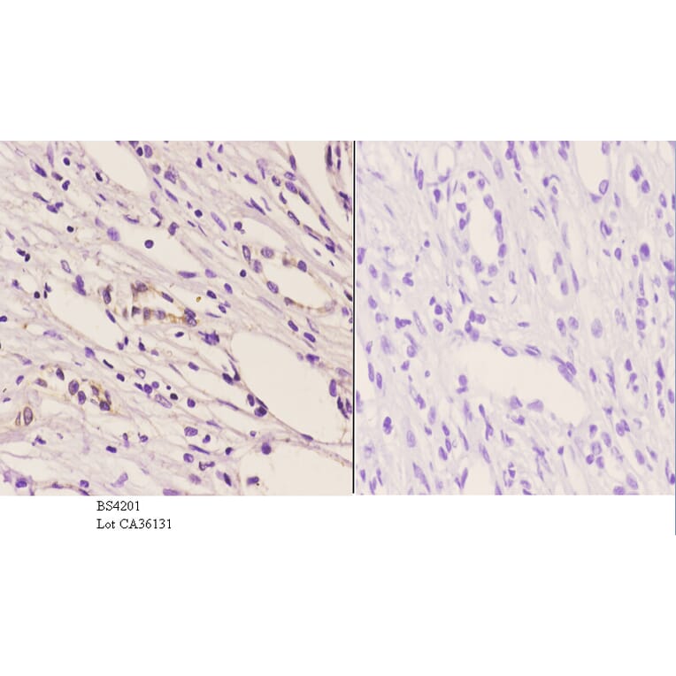 Anti-Trk B (phospho-Y706) Antibody from Bioworld Technology (BS4201) - Antibodies.com