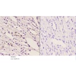 Anti-Trk B (phospho-Y706) Antibody from Bioworld Technology (BS4201) - Antibodies.com