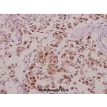 Anti-TH (phospho-S71) Antibody from Bioworld Technology (BS4203) - Antibodies.com