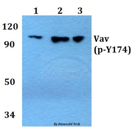 Anti-Vav1 (phospho-Y174) Antibody from Bioworld Technology (BS4204) - Antibodies.com