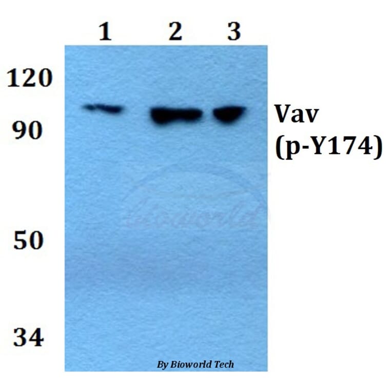 Anti-Vav1 (phospho-Y174) Antibody from Bioworld Technology (BS4204) - Antibodies.com