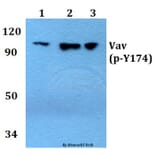 Anti-Vav1 (phospho-Y174) Antibody from Bioworld Technology (BS4204) - Antibodies.com