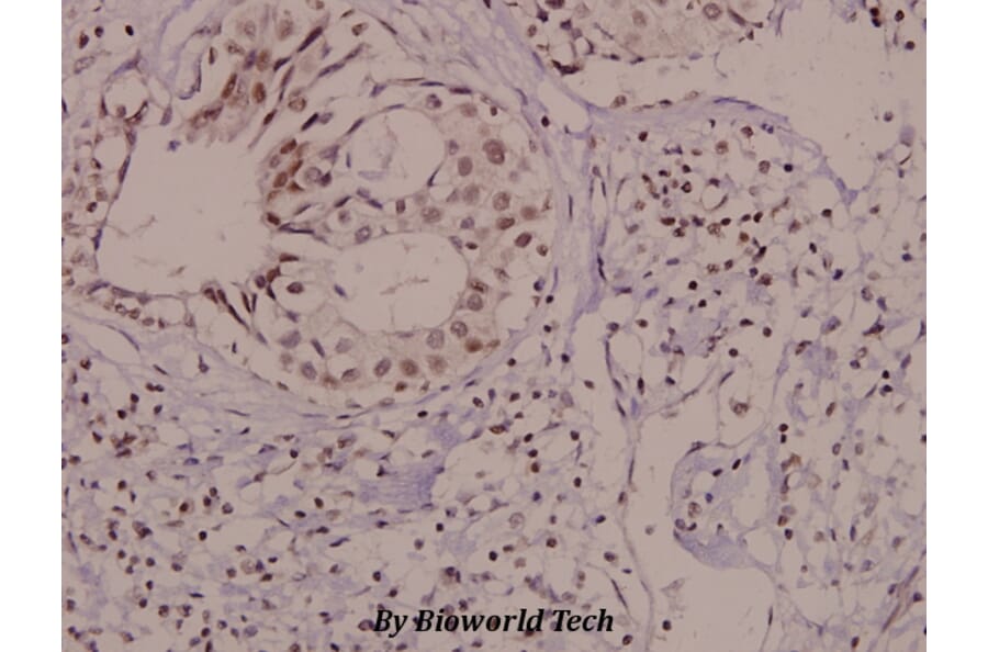 Anti-Vav1 (phospho-Y174) Antibody from Bioworld Technology (BS4204) - Antibodies.com