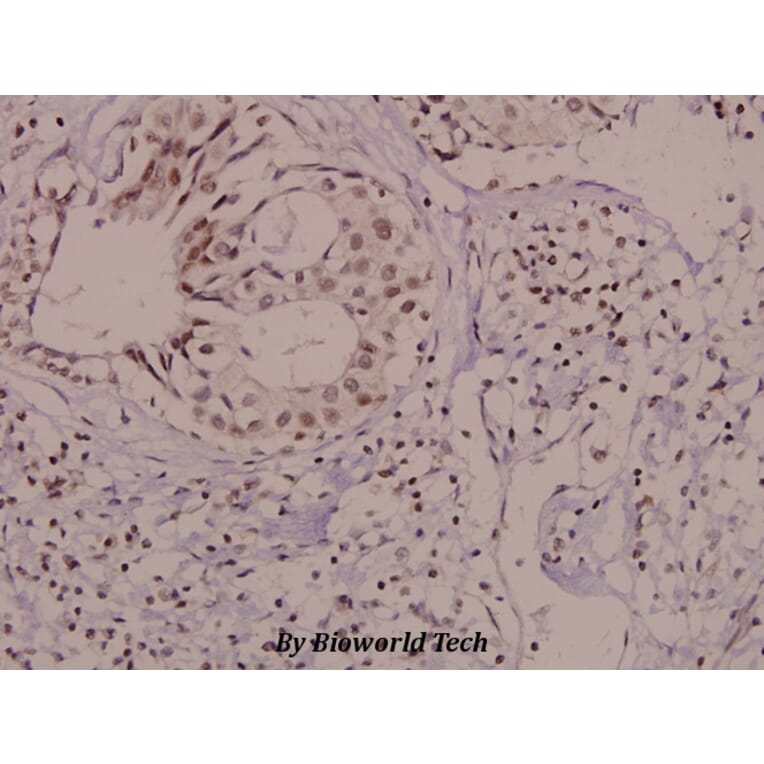 Anti-Vav1 (phospho-Y174) Antibody from Bioworld Technology (BS4204) - Antibodies.com