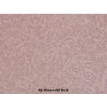 Anti-VEGFR2/Flk-1 (phospho-Y1175) Antibody from Bioworld Technology (BS4205) - Antibodies.com